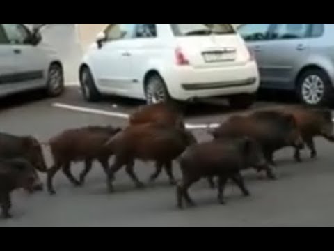 La rinascita di Piazza Irnerio a Roma: un quartiere che si rinnova